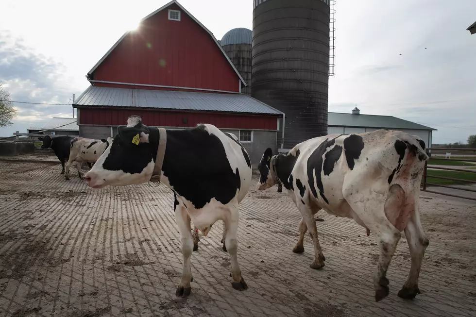Organic Dairy Farmers Vow to Compete in Changing Industry