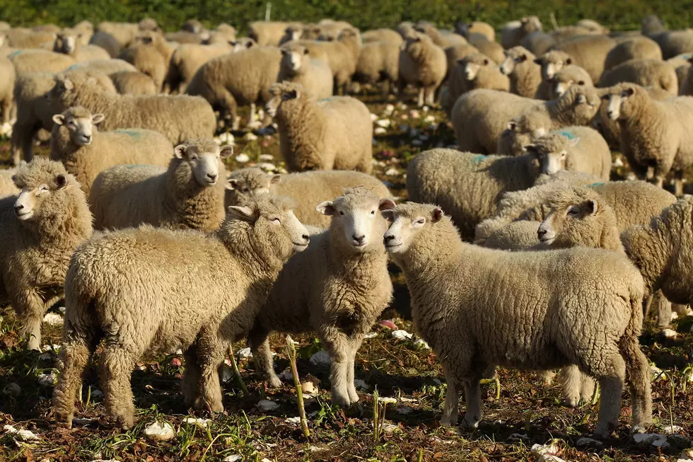 7 Sheep Killed While Crossing Highway 20 in Blaine County