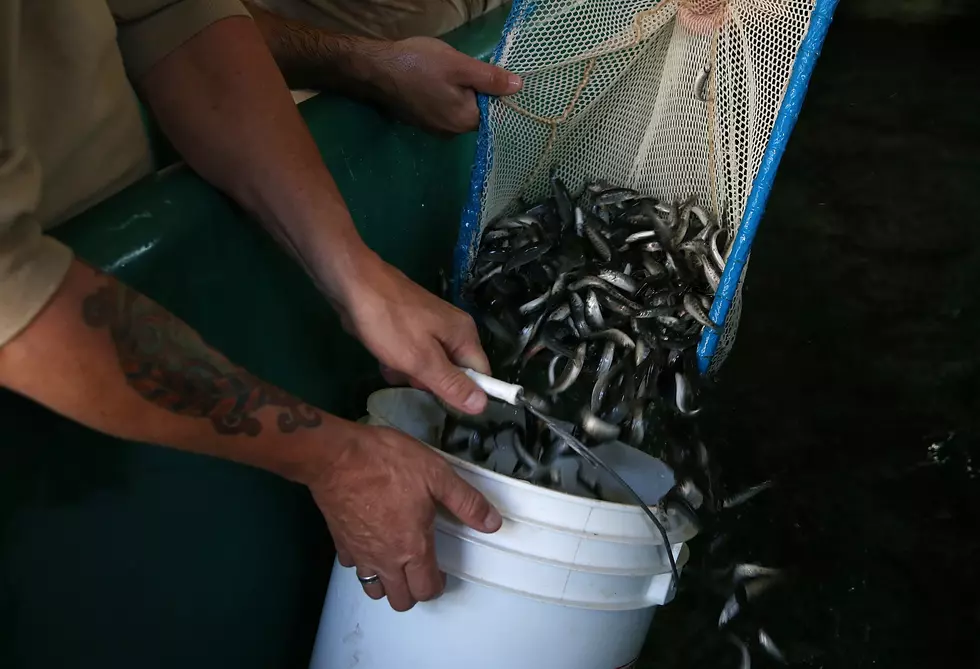 Virus Forces Elimination of Nearly 100,000 Fish at Magic Valley Hatchery