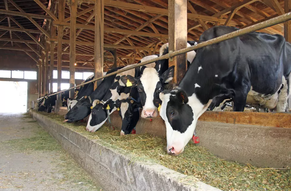 Idaho to Pay $260,000 in Legal Fees in Dairy Spying Lawsuit
