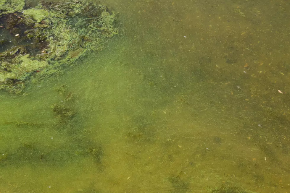 Harmful Algae Blooms Found at Magic Reservoir