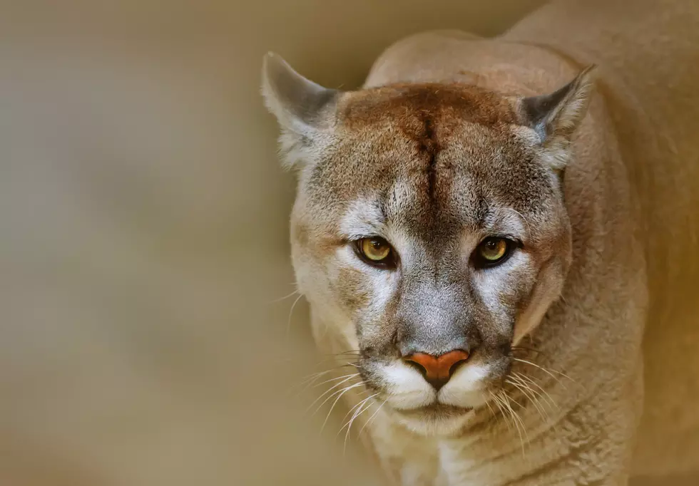 Authorities Kill Mountain Lion in Lava Hot Springs