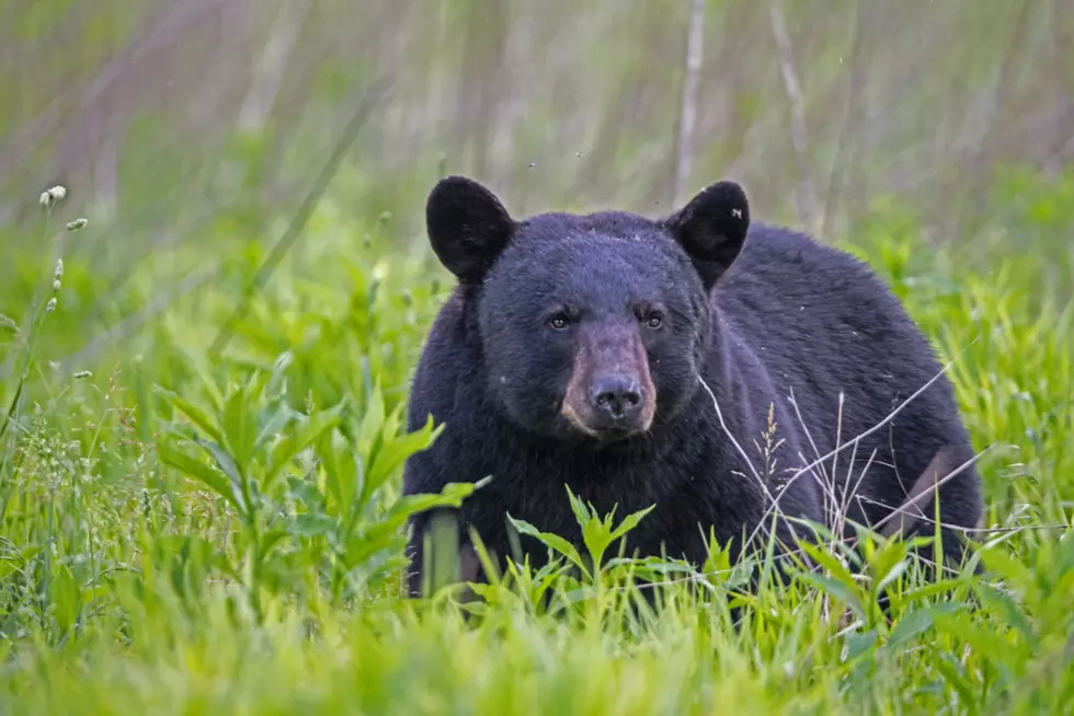 Bear Raiding Easy Food Sources in Wood River Valley Euthanized