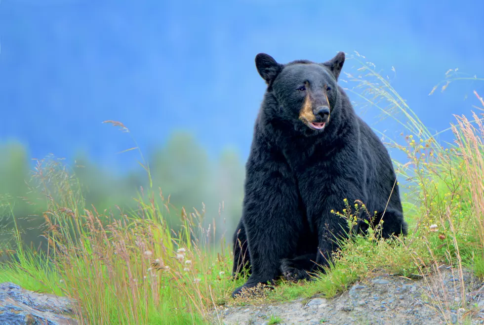 Application Deadline Draws Near for Spring Black Bear Hunts