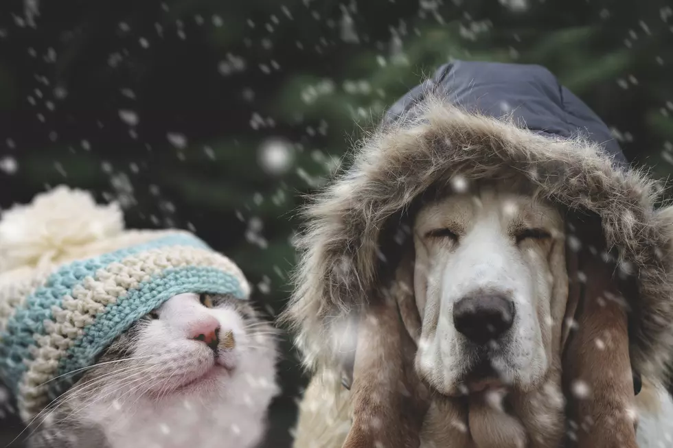 Tips to Keep Fido and Friends Warm in Winter