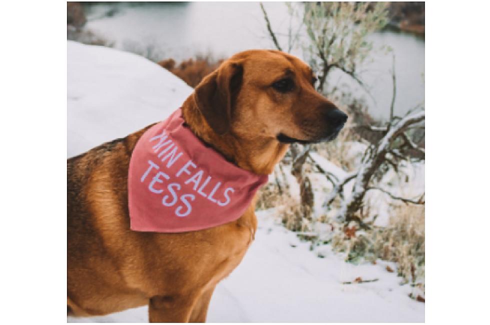 Friendly Dog Helps Twin Falls Economic Development Launch New Social Media Campaign