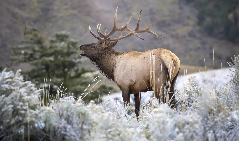 Hunting in Idaho increases as people seek refuge from virus