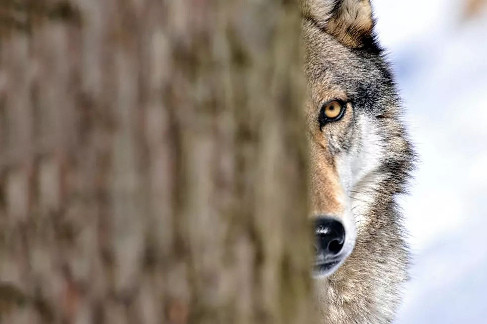 Conservation Group Offers $7,500 Reward in Killing of Wolf