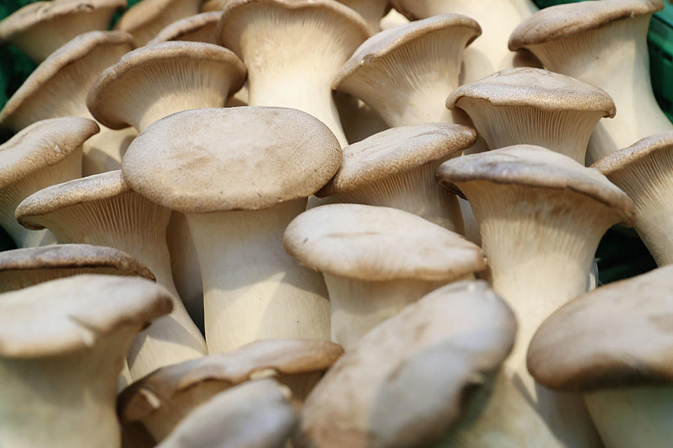 Are Magic Mushrooms Coming to a City Near You?