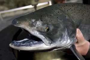 Wildlife Officials: No Chinook Fishing on South Fork of the Salmon