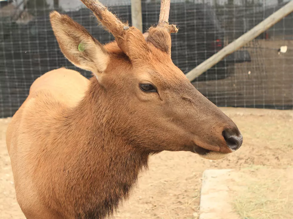 Idaho’s Most Famous Elk is Moving to Texas