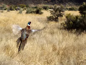 Pheasant Season Opens Saturday in Magic Valley