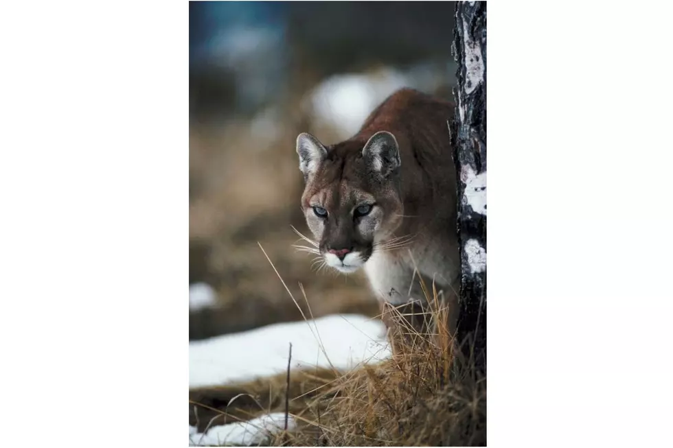 One Dog Killed, Another Pet Injured by Mountain Lions In Wood River Valley