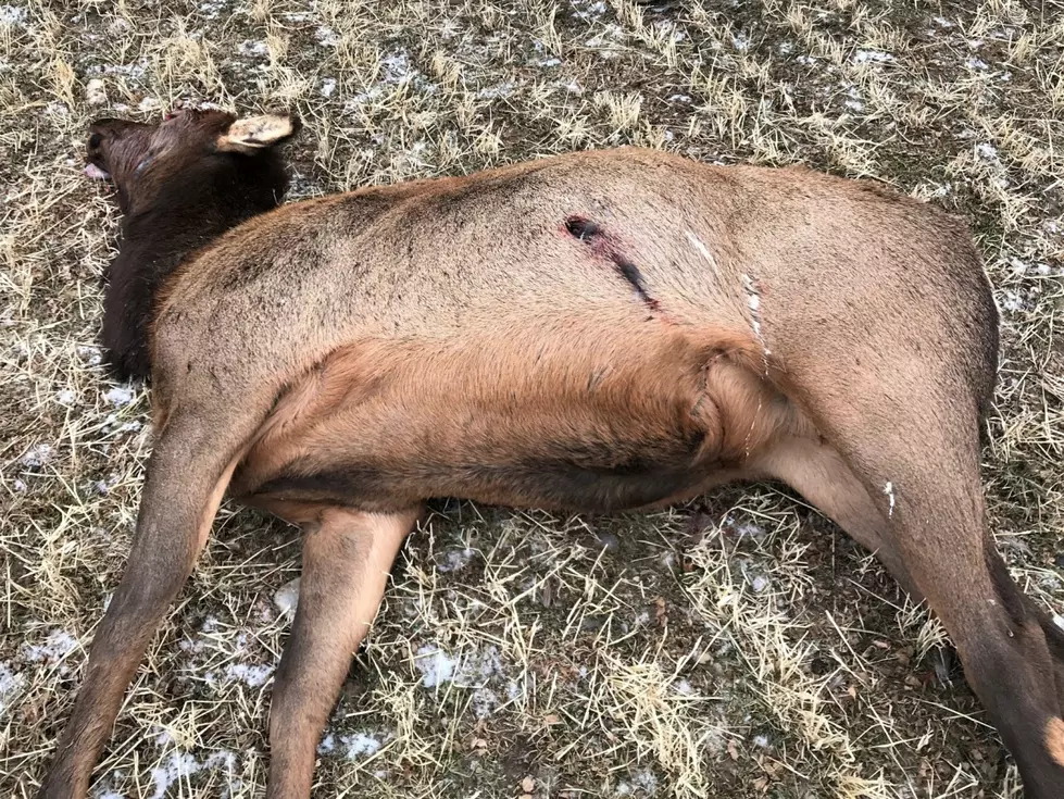 Elk Left to Waste, Domestic Cow Shot In Lemhi Valley