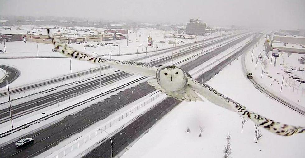 Snowy Owl Visits Canadian Traffic Camera