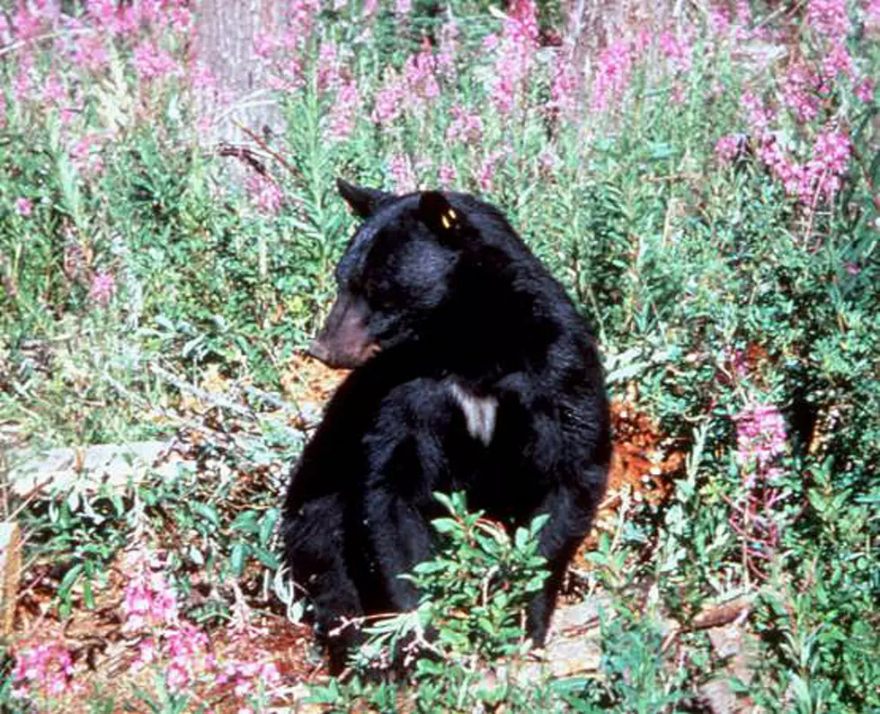 Unsecured Food Creates Bear Problem at Idaho Campsites