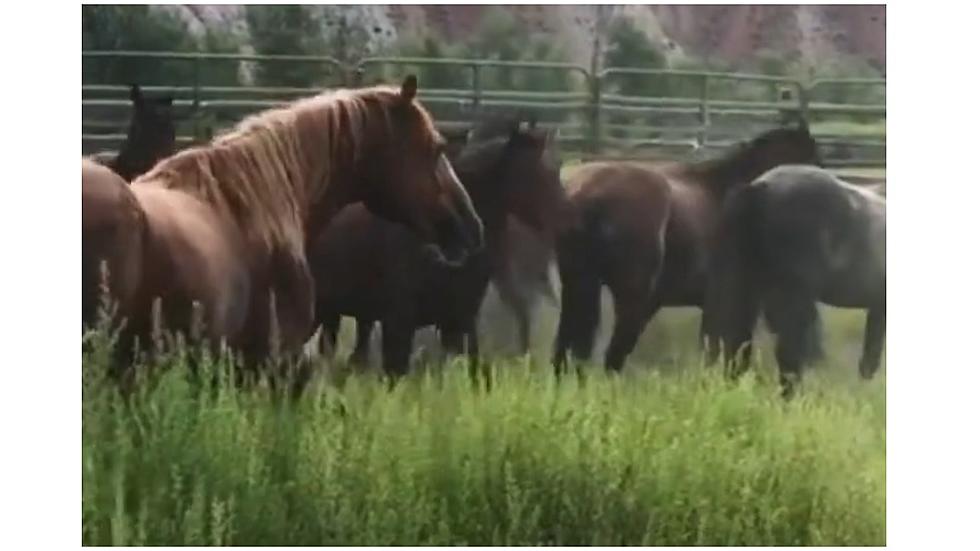 Challis Wild Horses Need Permanent Home