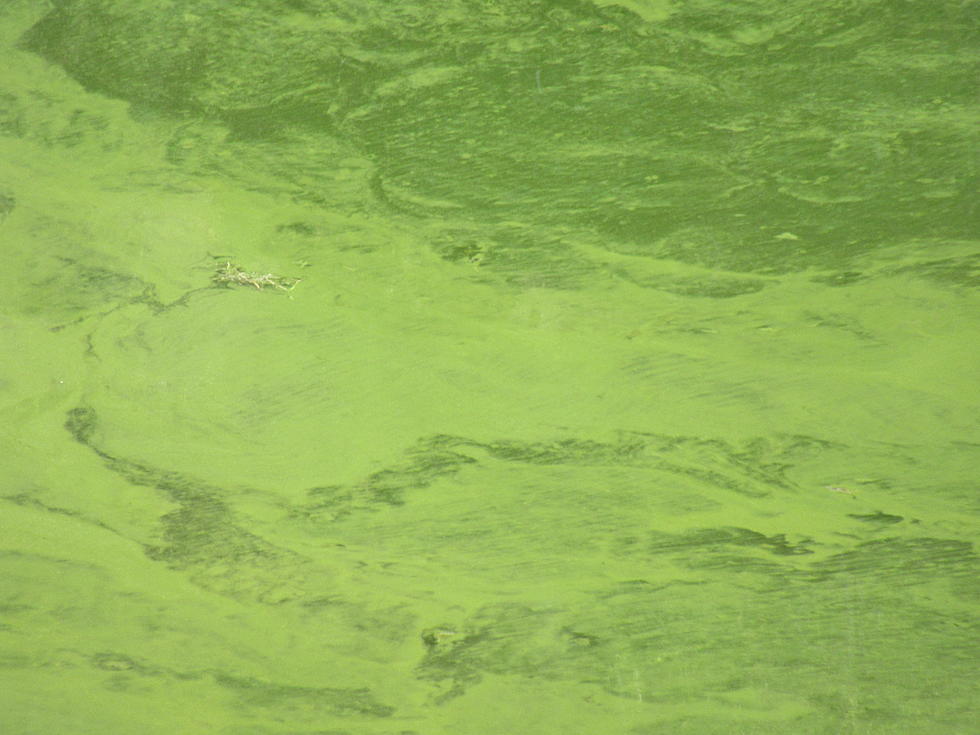 Algal Bloom Prompts Health Advisory for Salmon Falls and Magic Reservoirs