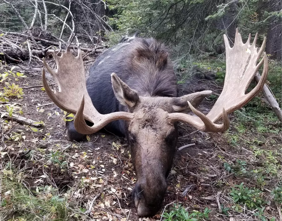 Moose Poached Near Smiths Ferry, 2 Others Mistaken for Elk