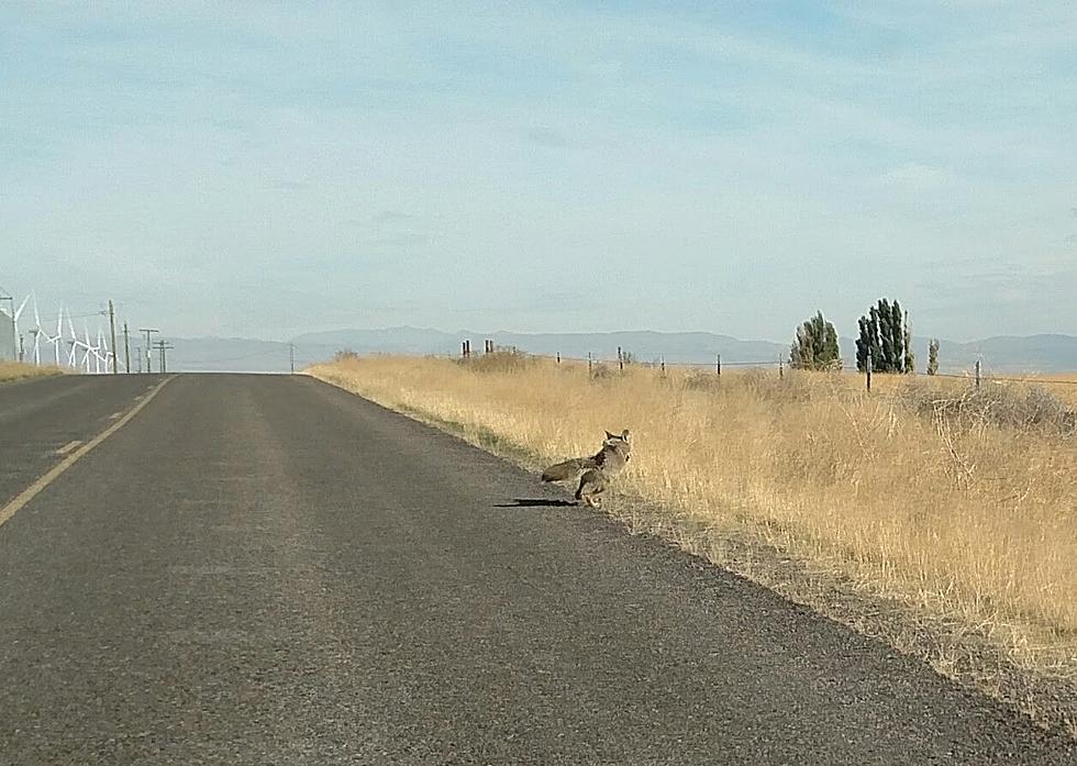 OPINION:  Coyotes Carting Kids Across the Southern Border