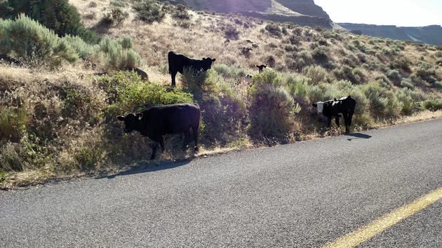Twin Falls County Seeing Spike in Collisions With Livestock