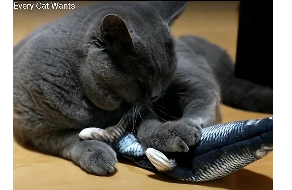 Can You Help Me Shop for a Flopping Fish Toy for a Cat?