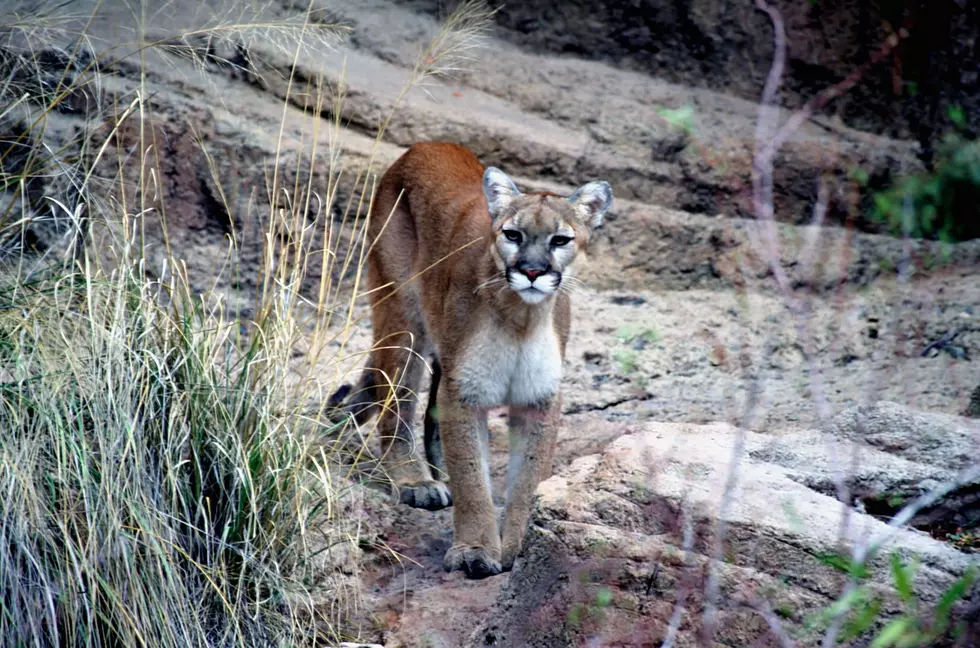 Mountain Lion Spotted Near College Campus in Utah
