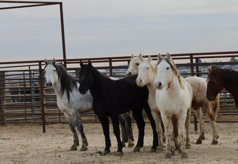 Saylor Creek Wild Horses to Go Up for Adoption This Week