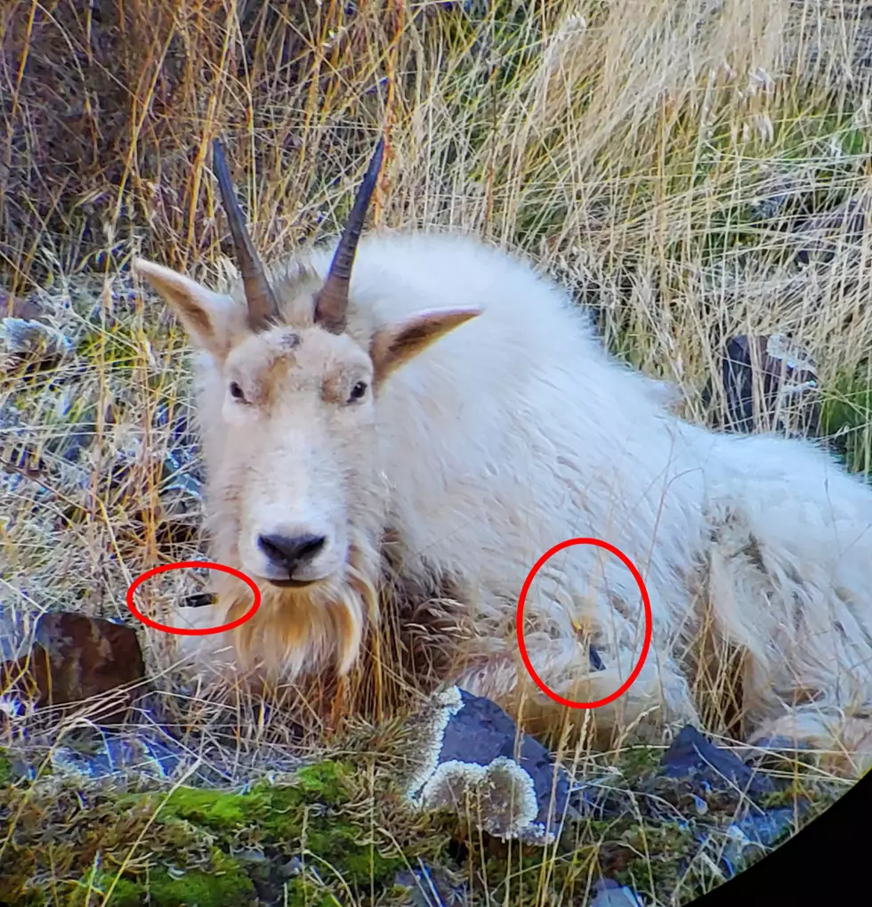 Mountain Goat Illegally Shot with Crossbow Put Down by Idaho Fish and Game