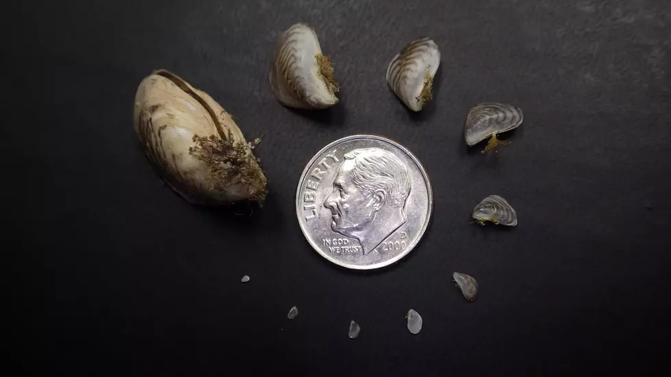 Invasive Zebra Mussels Found in Idaho