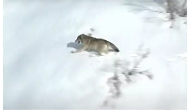 The Coming Idaho Wolf Hunt Explained