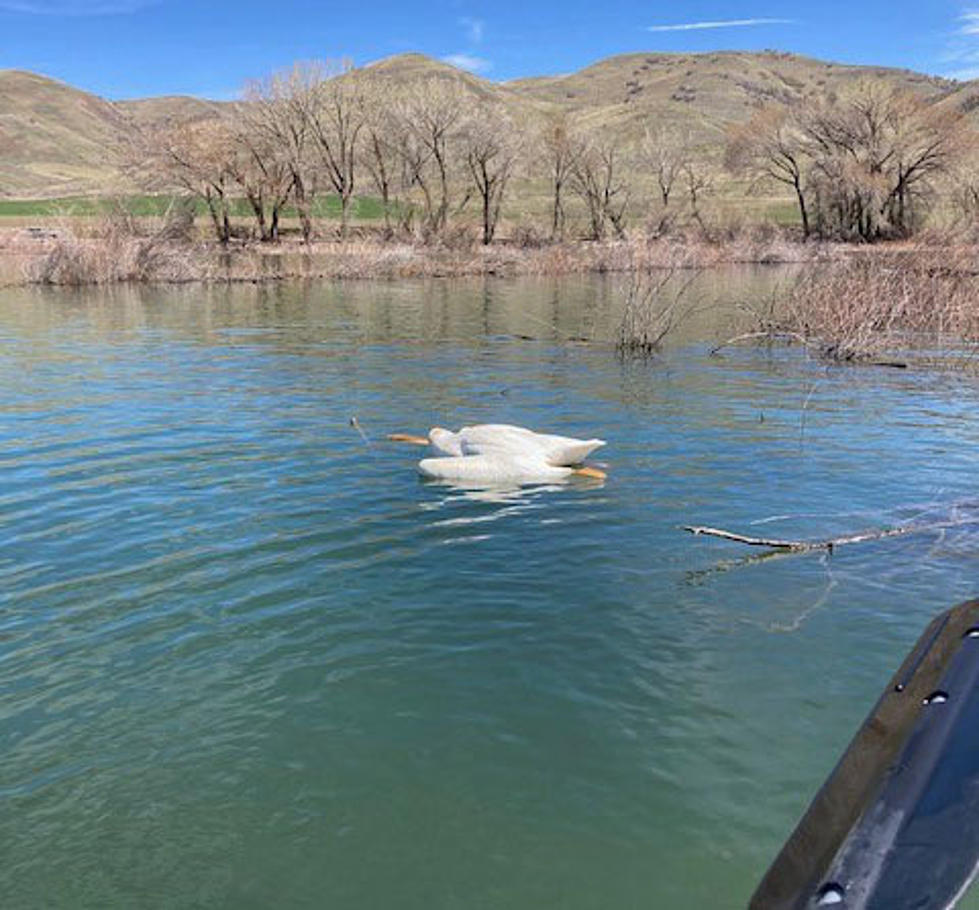 Idaho Fish and Game: Protected Birds Killed Near Preston