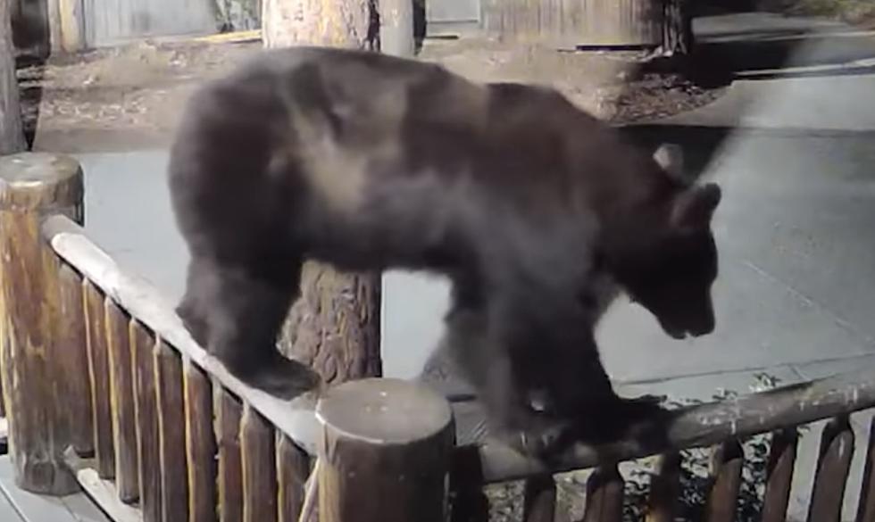 WATCH:  Bear Walks Porch Railing Like Olympian