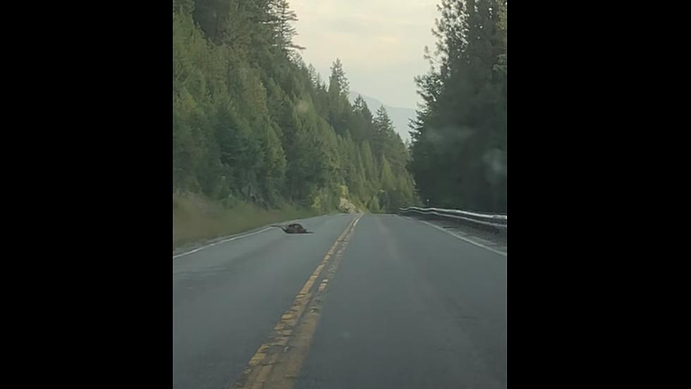 VIDEO:  Mountain Lions Caught Wrestling Near Idaho State Line