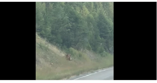 VIDEO:  Mountain Lions Caught Wrestling Near Idaho State Line