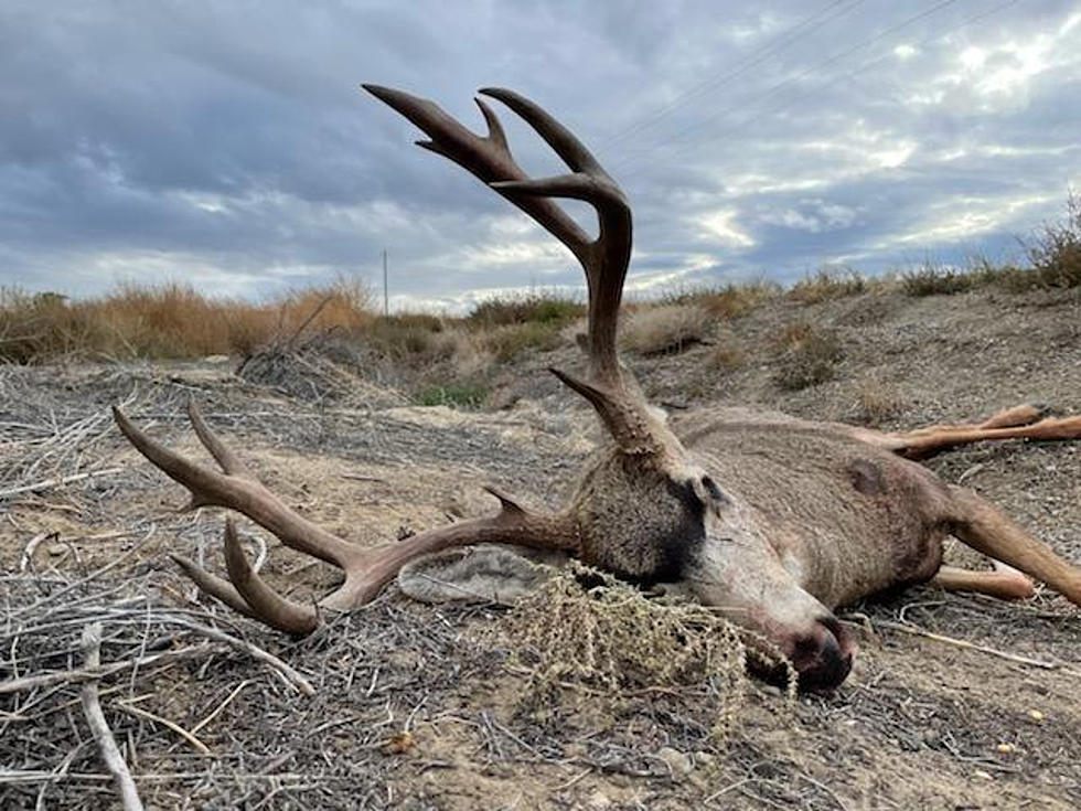 Four Mule Deer Shot, Left to Waste in Owyhee County