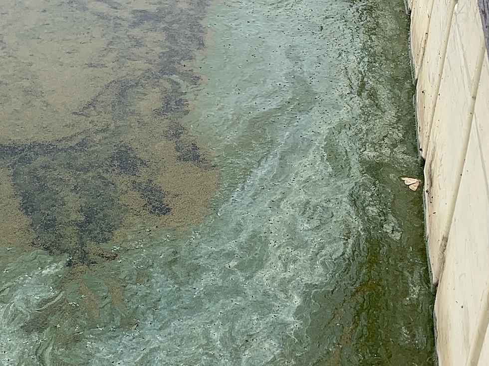 Health Officials Warn of Harmful Algal Bloom at Salmon Falls Reservoir