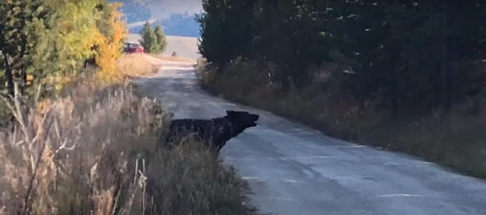 Woman Stumbles Across Howling Wolf at Yellowstone Park