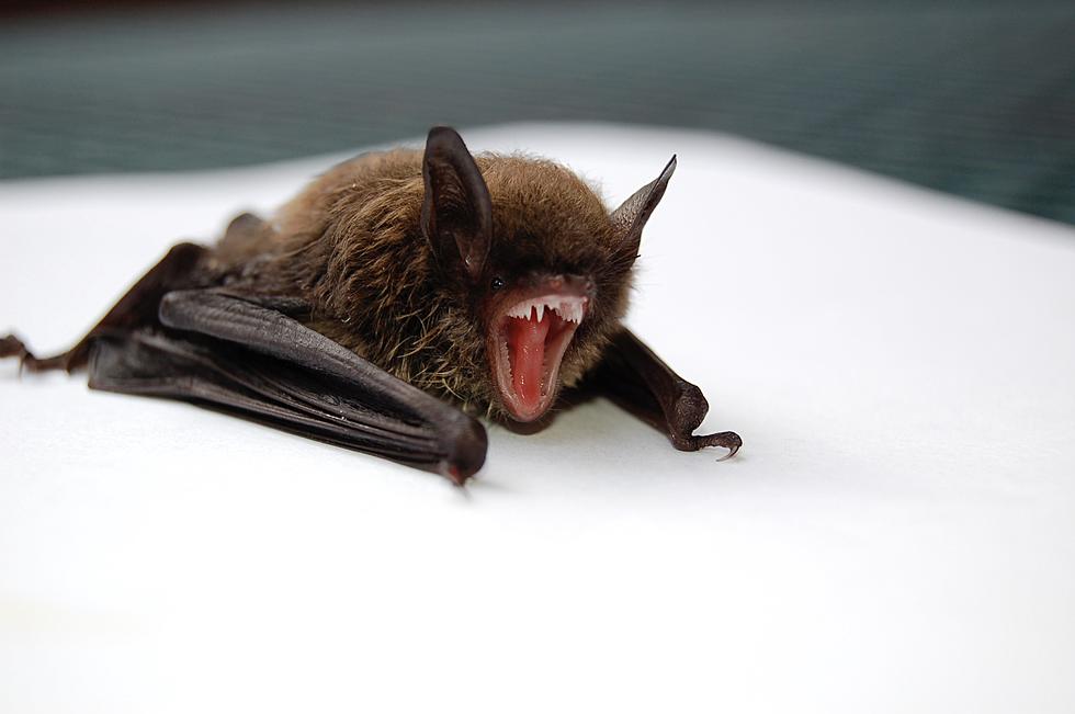 Rabid Bat Found in Blaine County