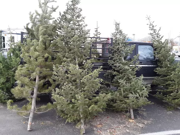 Does Idaho Have a Christmas Tree Shortage?  Get the Scoop
