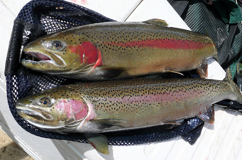 Idaho Fish and Game to Hand Out Spawned Steelhead