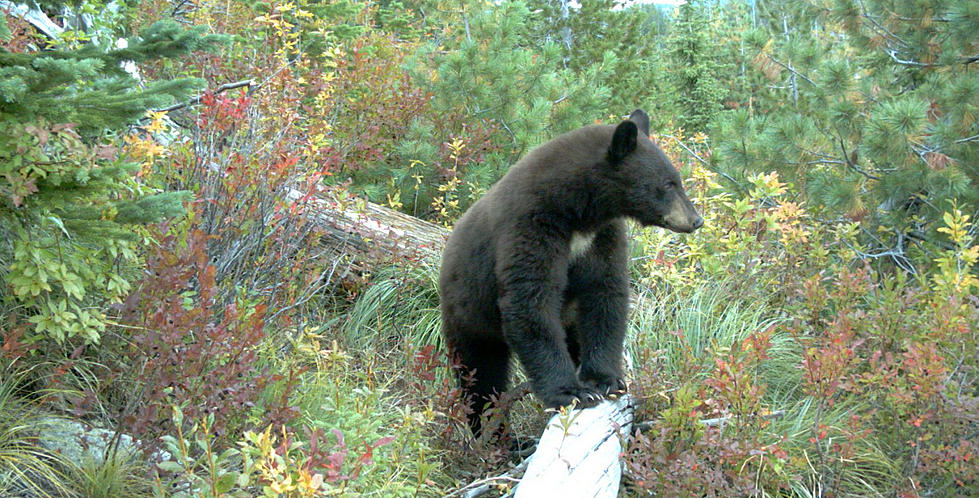 Tips for Hunting (or Avoiding) Black Bears in Idaho