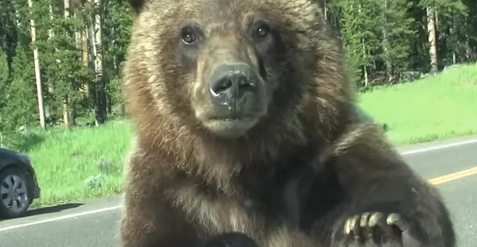 MENSA Rejects Have Grizzly Encounter at Yellowstone Park