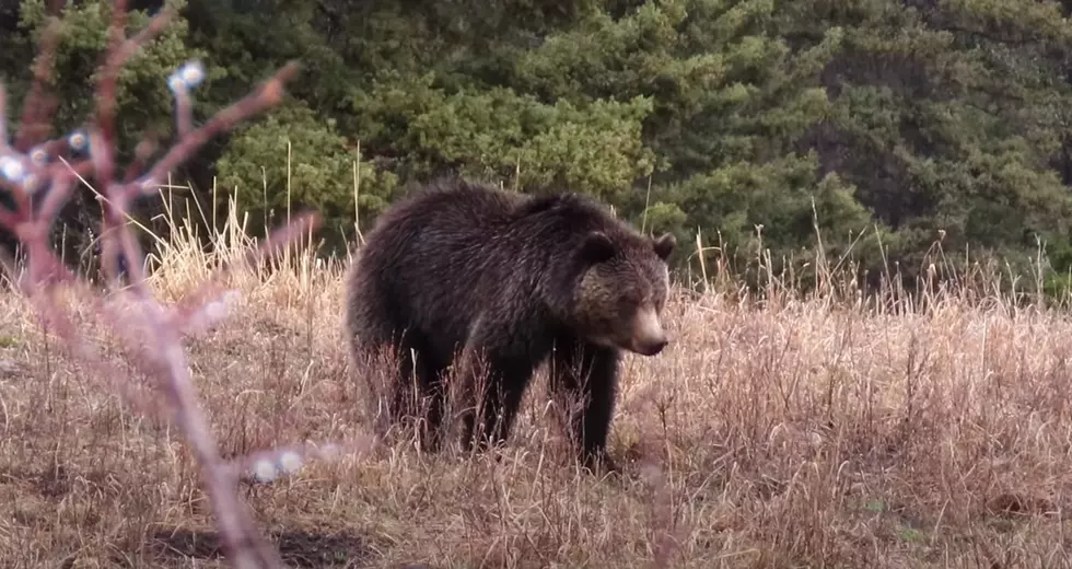 Man Survives Grizzly Encounter at Yellowstone Park