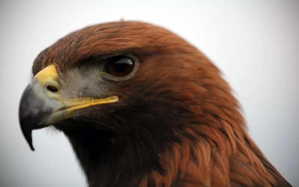 Idaho Men Sentenced for Killing Golden Eagle and Hawks