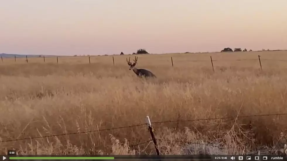Deer Photo Bombs Idaho Woman’s Video