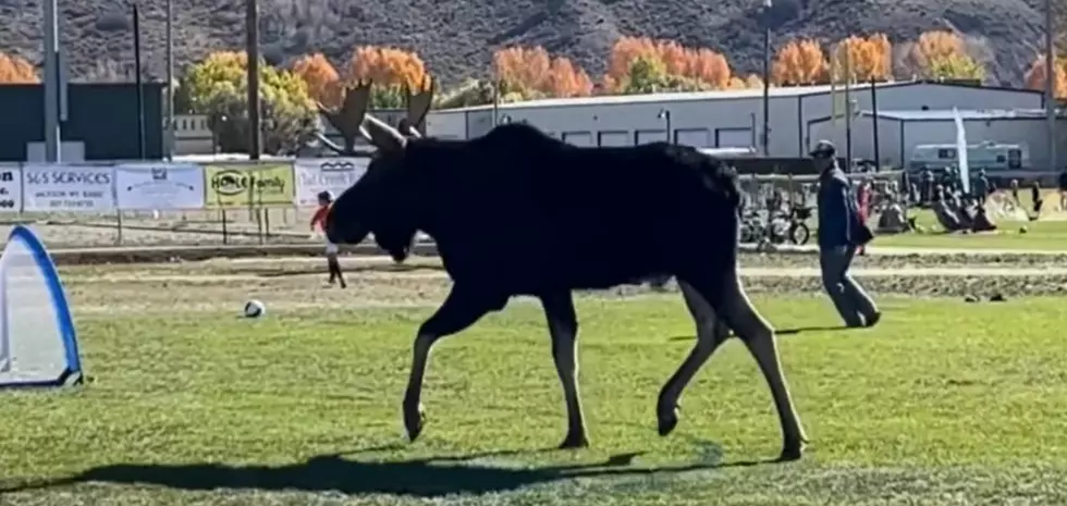Moose Charges Onto Soccer Field During Youth Game Near Idaho