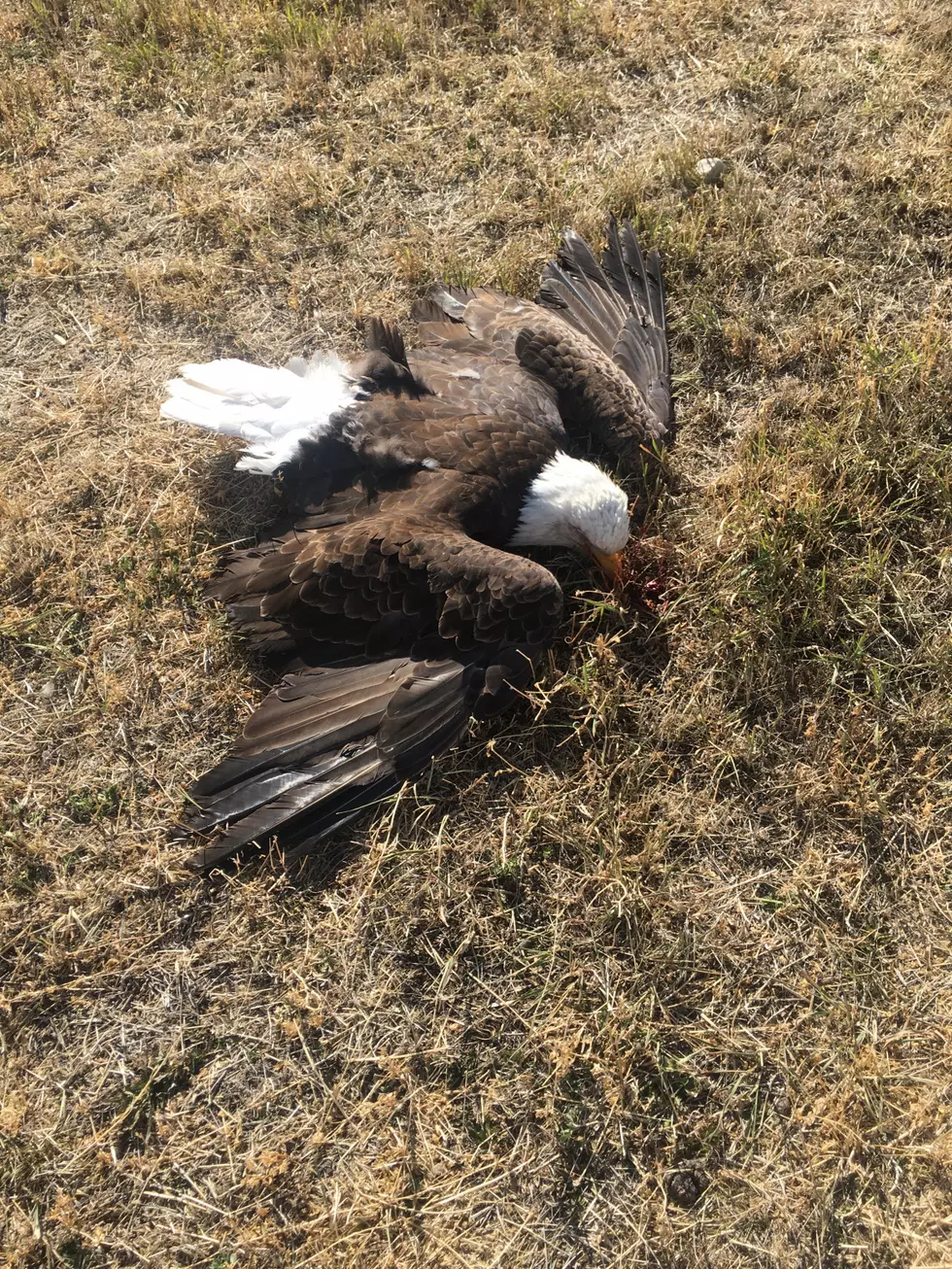 Bald Eagle Shot in East Idaho