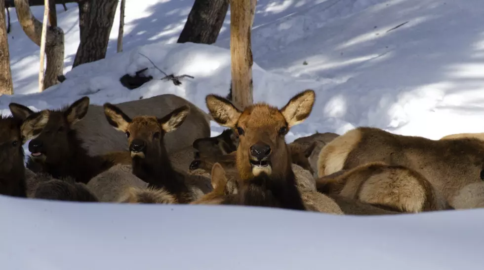 Fish and Game Begin Feeding Elk in Wood River Valley