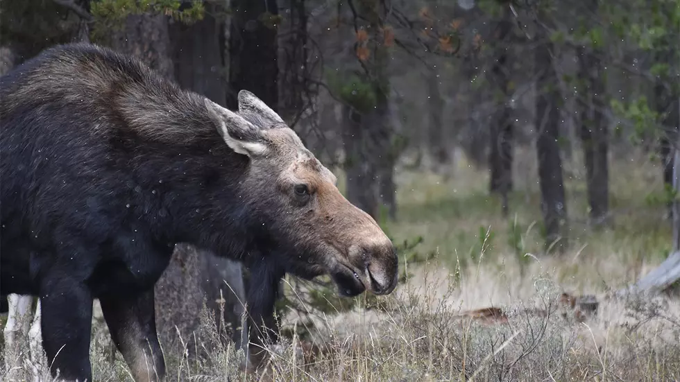 Three Moose Removed from Wood River Valley